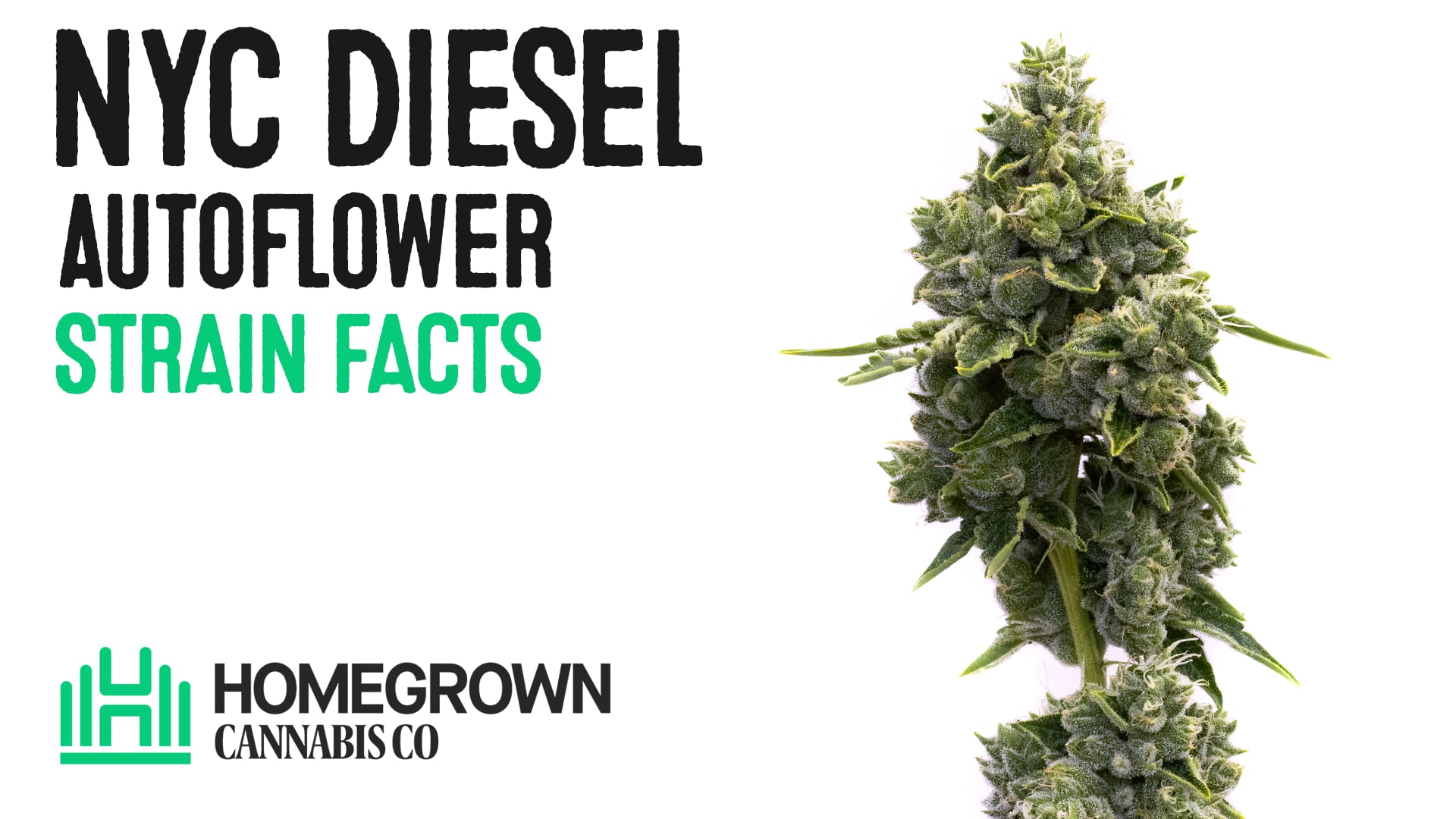NYC Diesel Autoflower Cannabis Seeds
