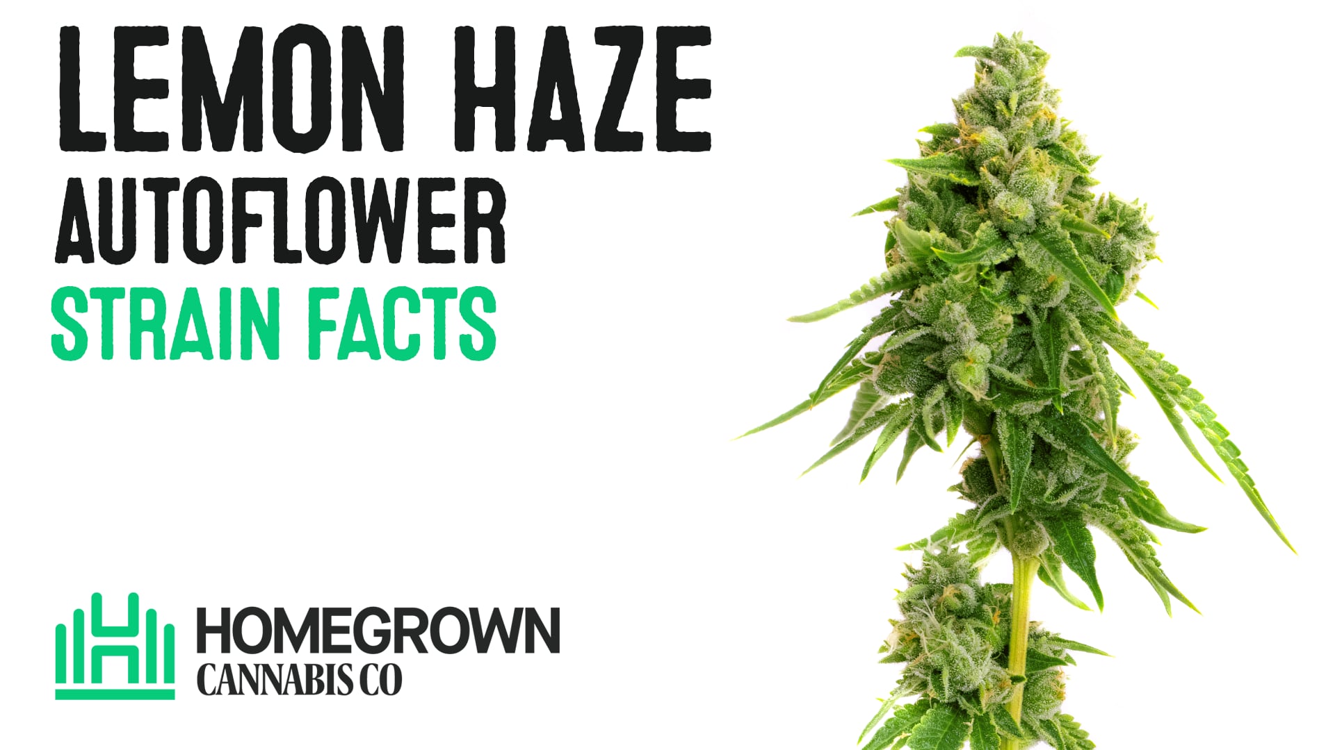 Lemon Haze Autoflower Cannabis Seeds