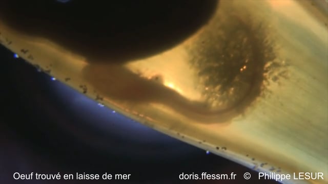 Vidéo : l'embryon dans son œuf