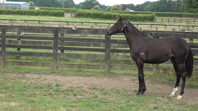 Lot 620