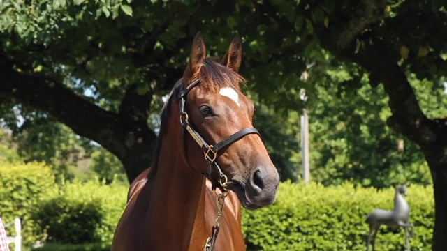Lot 855
