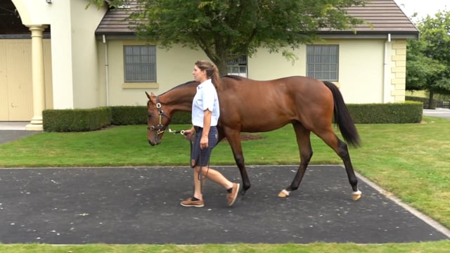 Lot 60