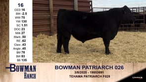 Lot #16 - BOWMAN PATRIARCH 026