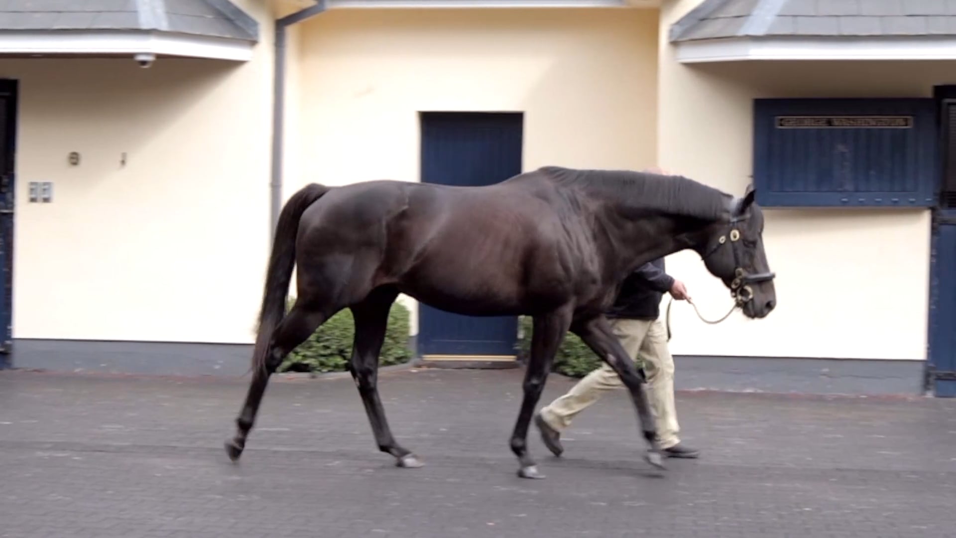 Wootton Bassett Stallions