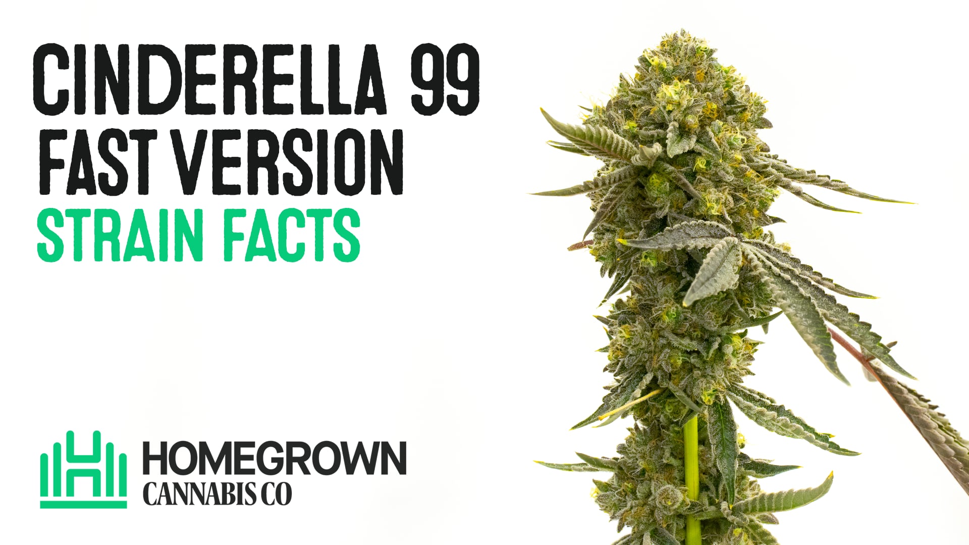 Cinderella 99 Fast Version Cannabis Seeds