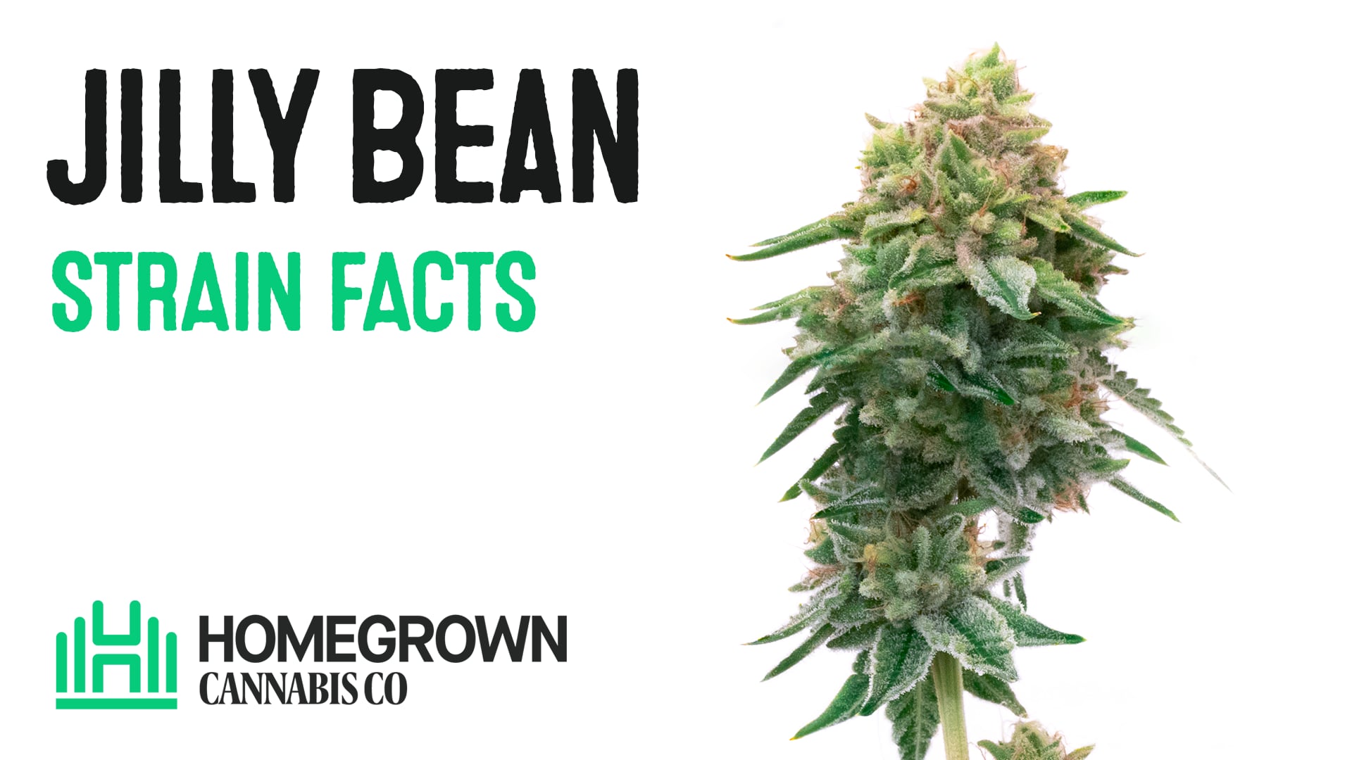 Jilly Bean Regular Cultivar Facts on Vimeo