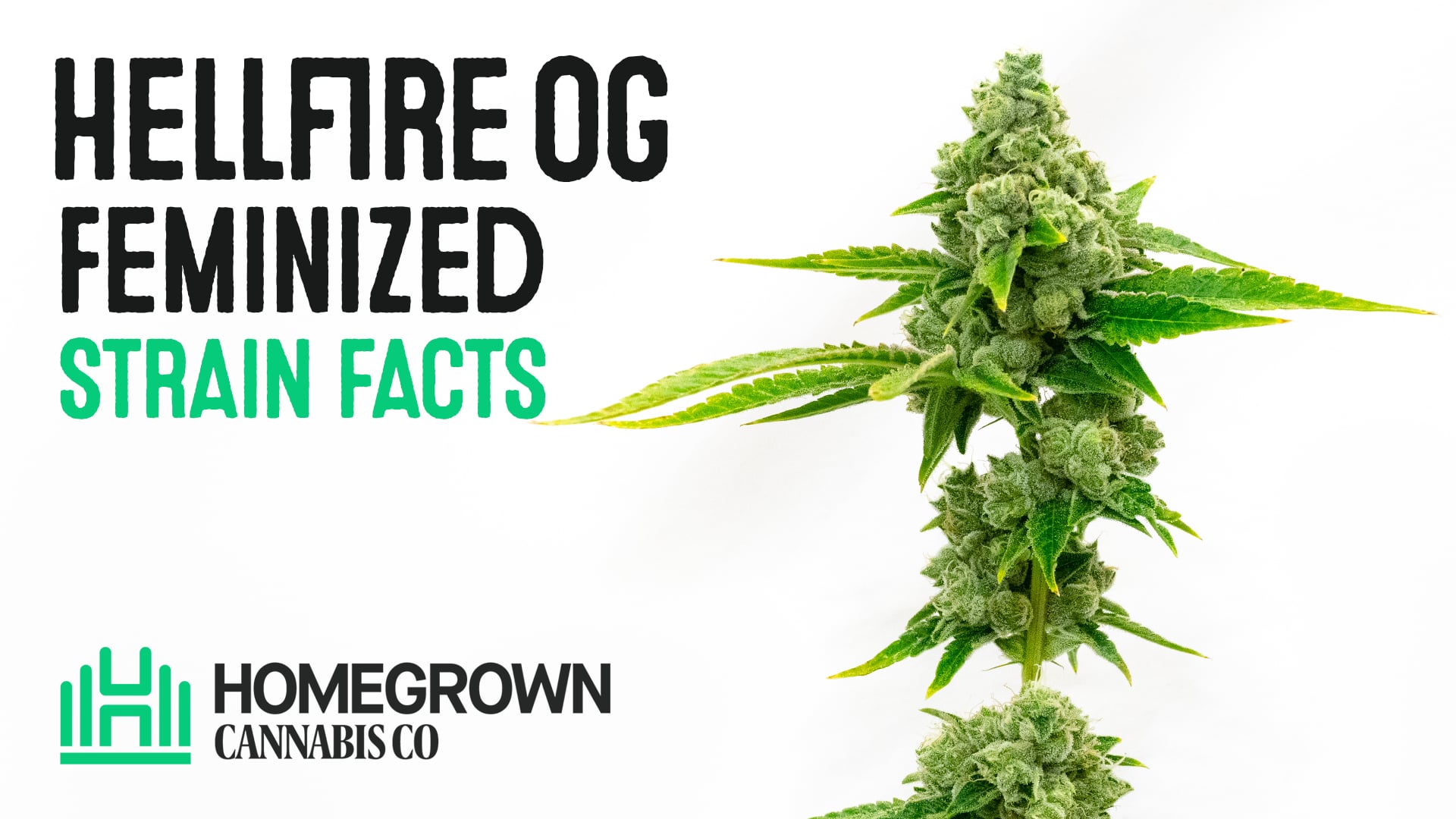 Hellfire OG Feminized Cannabis Seeds