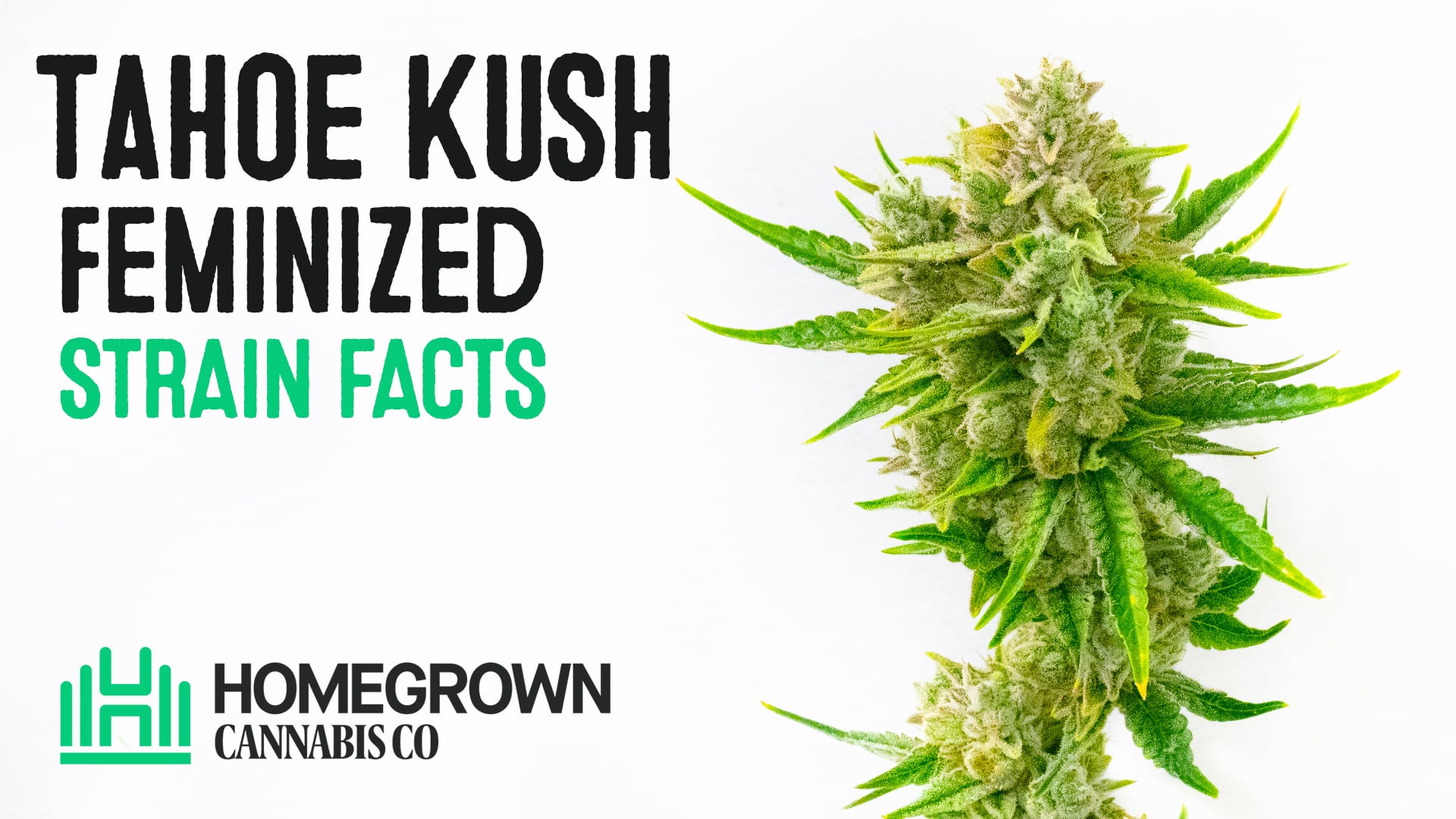 Tahoe Kush Feminized Cannabis Seeds