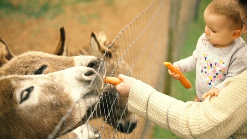 vimeo-video-thumbnail