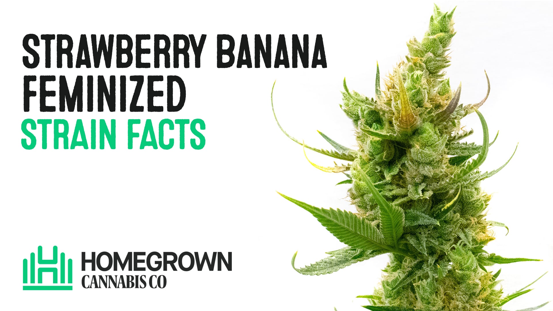 Strawberry Banana Feminized Cannabis Seeds