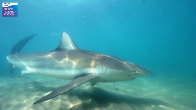 6th Shark tagging season in Hadera