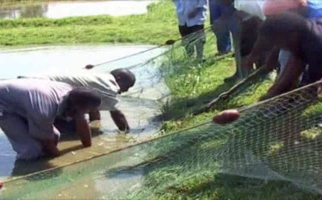 Artificial Reproduction of African Catfish Clarias gariepinus at Umoja ...