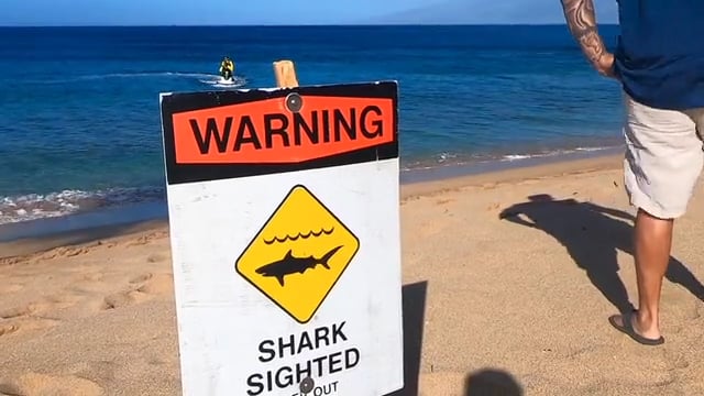 black rock shark attack