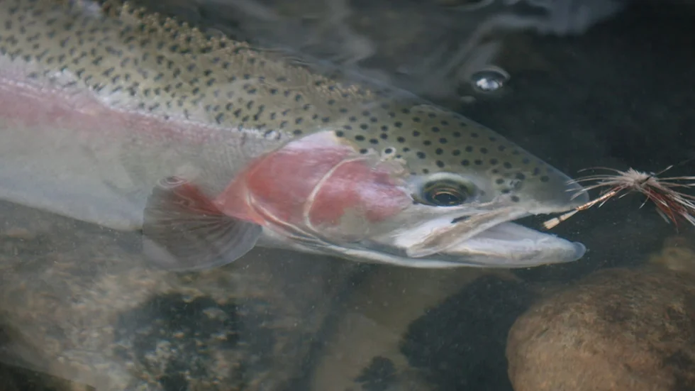 Trout Spey Fishing Videos 