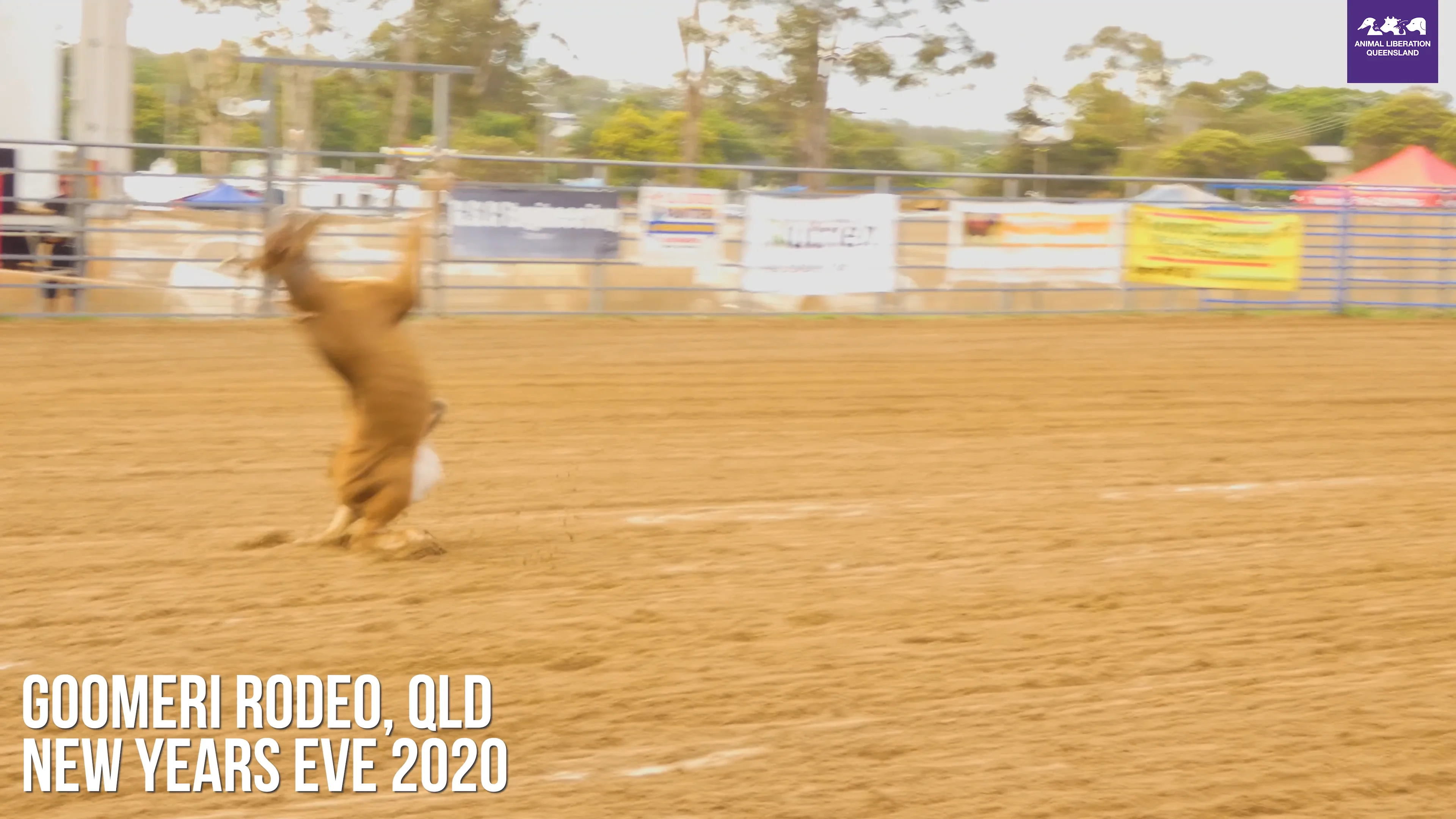 Goomeri Rodeo Calf Roping on Vimeo