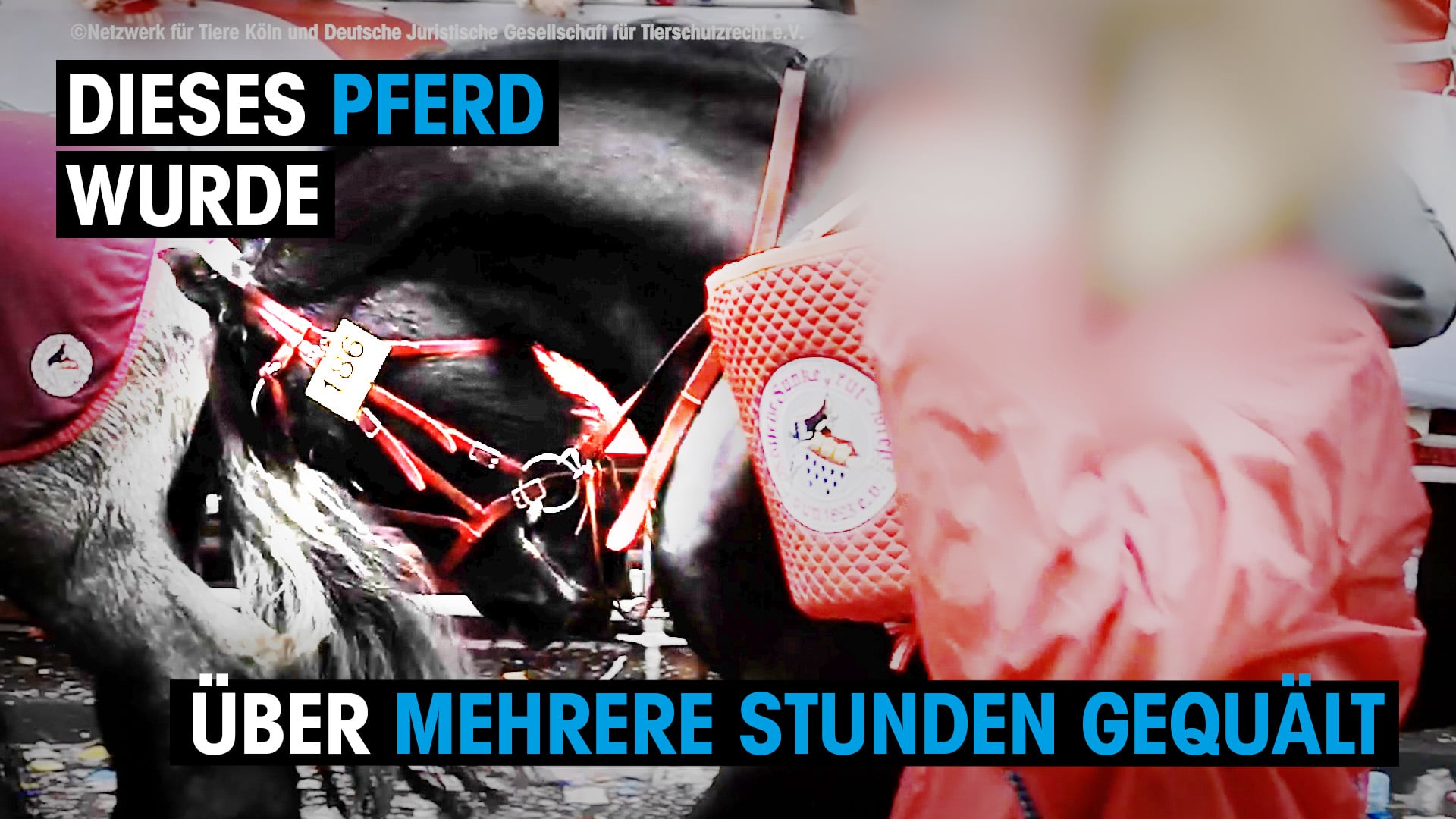 Dieses Pferd Wurde über Mehrere Stunden Gequält On Vimeo 0155