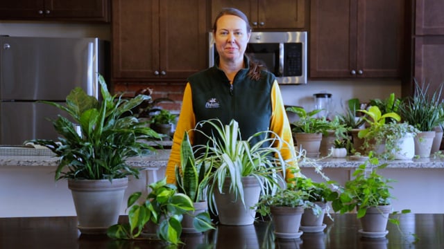 Air Purifying Houseplants