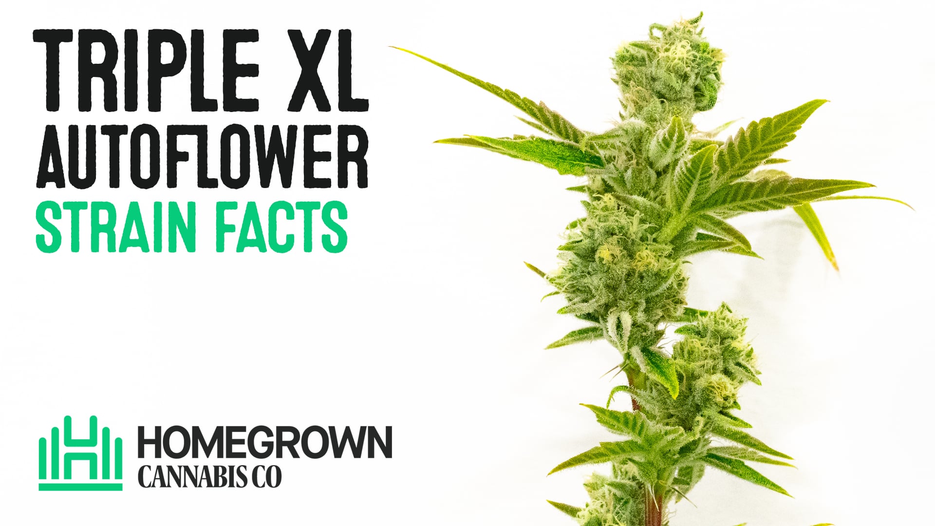 Triple XL Autoflower Cannabis Seeds