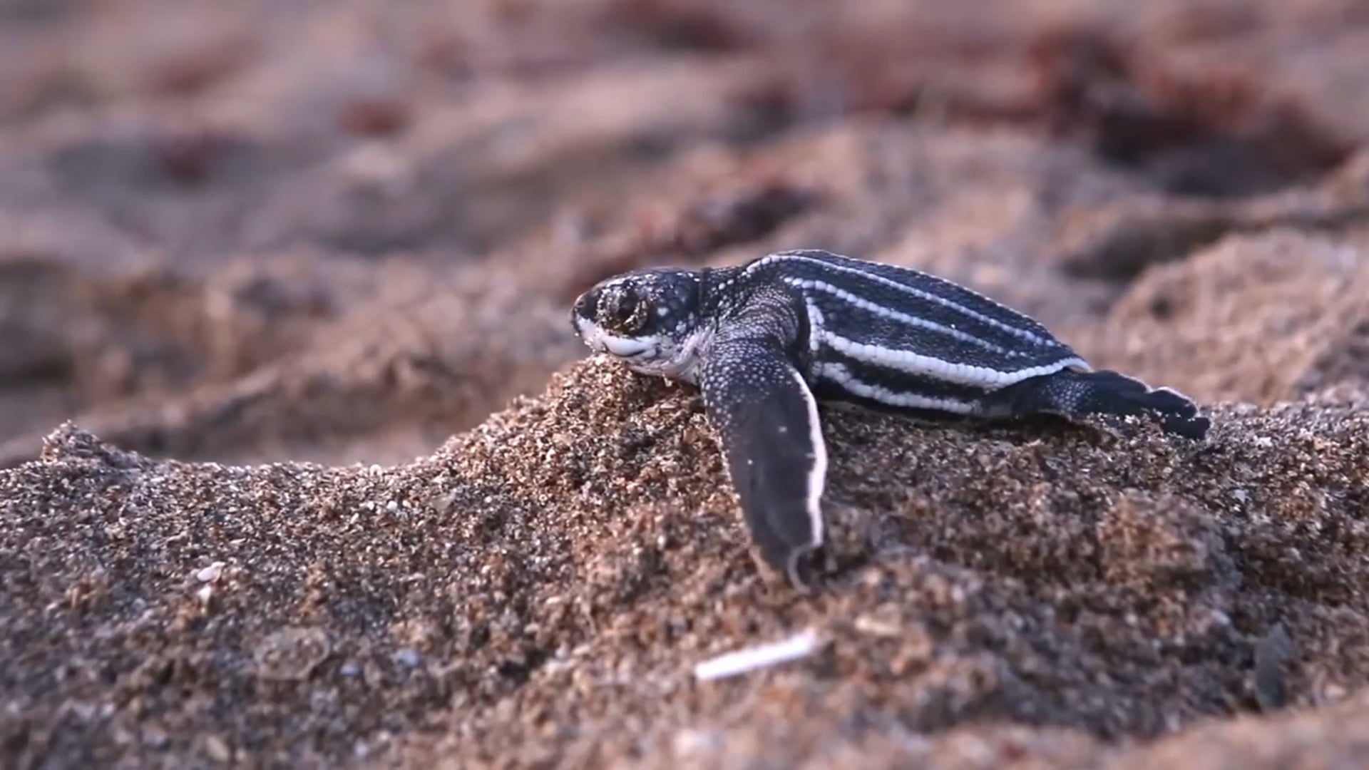 Leatherback Sea Turtle Hatchlings