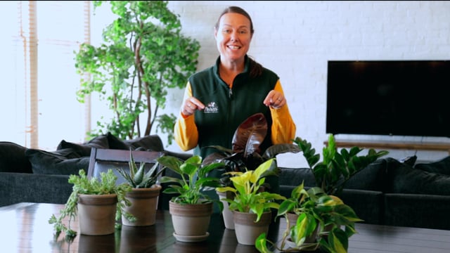Easy Care Houseplants for Beginners