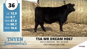 Lot #36 - TSA MR DREAM H067