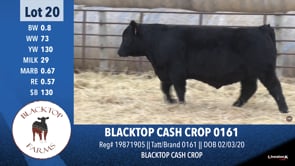 Lot #20 - BLACKTOP CASH CROP 0161