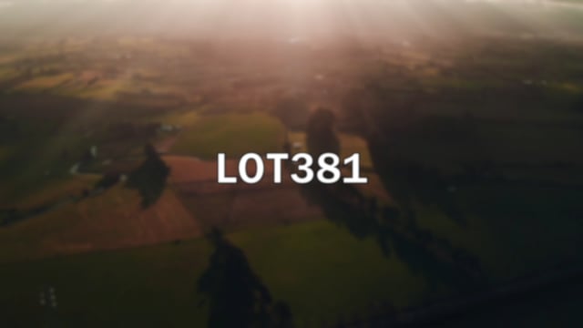 Lot 381