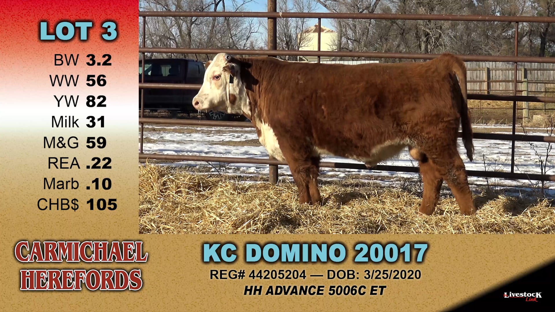 Carmichael Herefords - 3