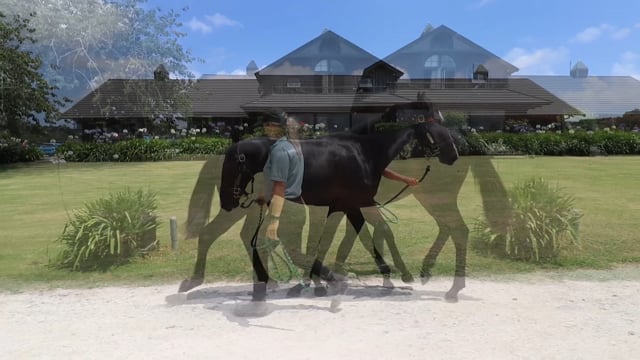 Lot 31