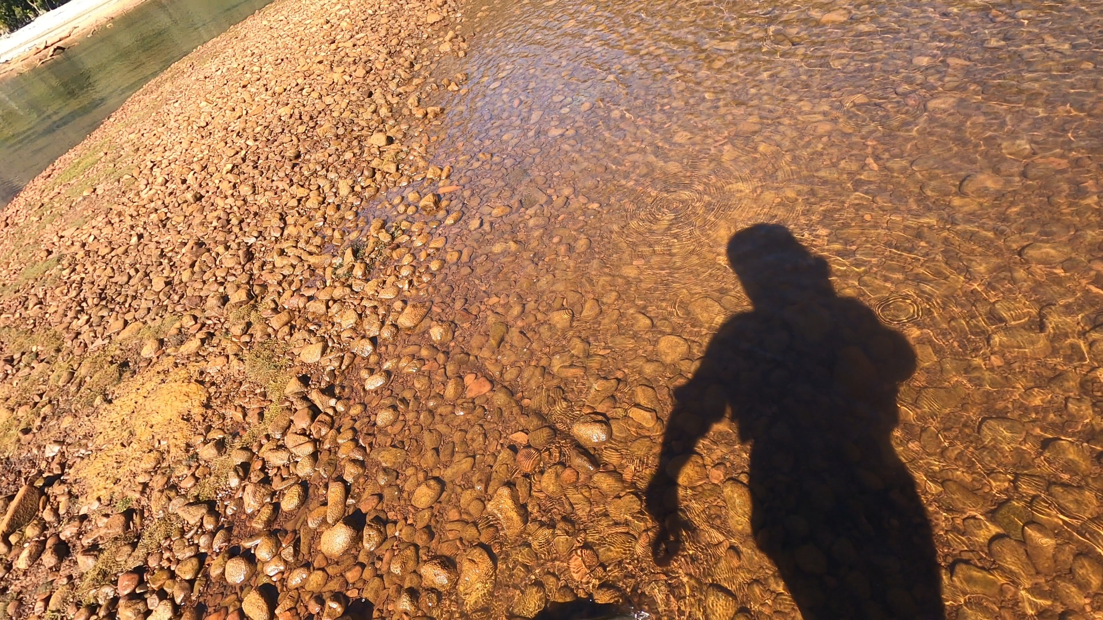 Cruising brown hammers a koura pattern on Vimeo