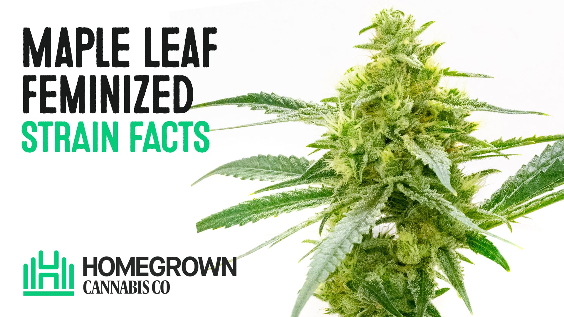 Maple Leaf Feminized Cannabis Seeds