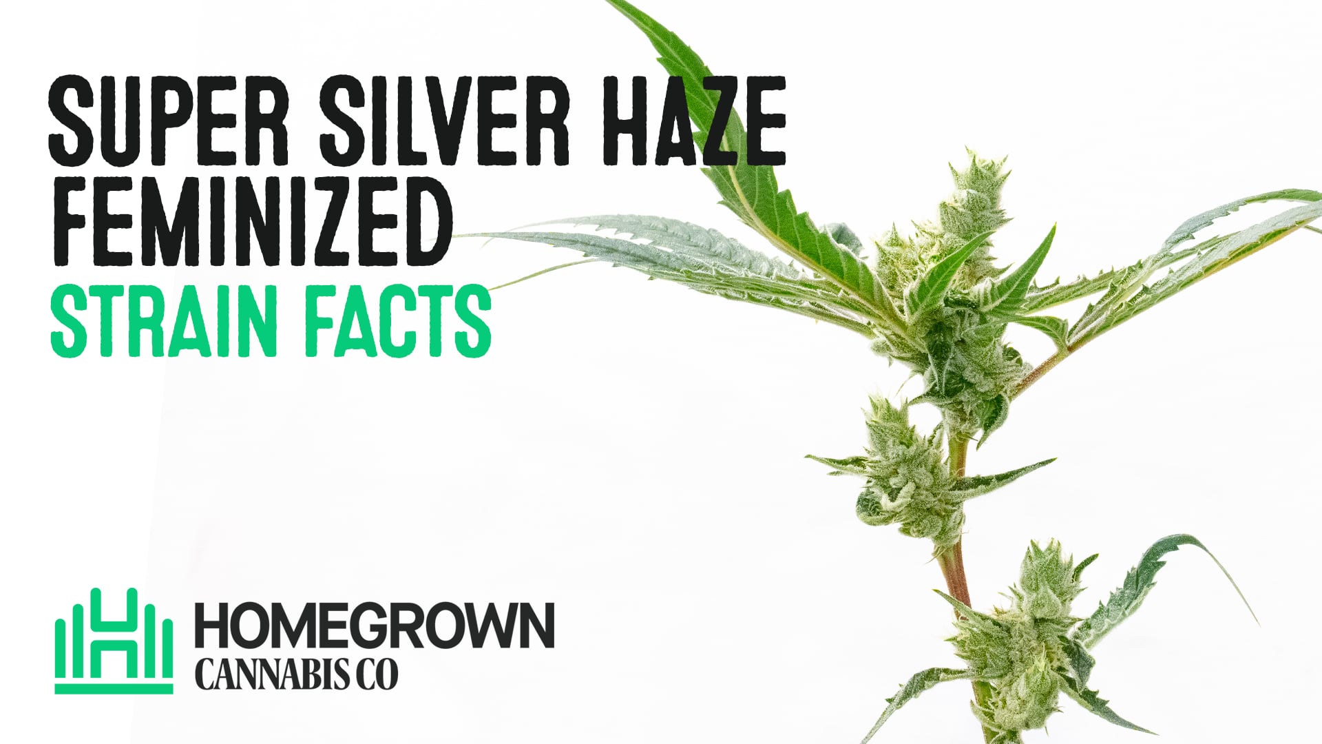 Super Silver Haze Autoflower Cannabis Seeds