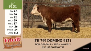 Lot #9131 - FH 799 DOMINO 9131
