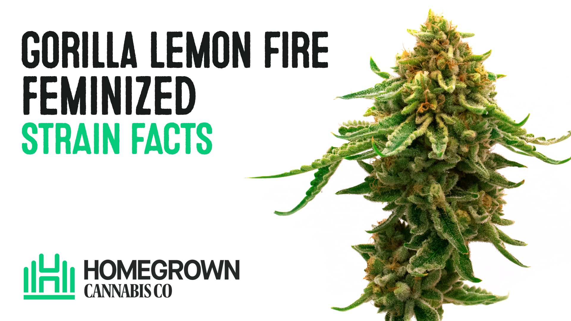 Gorilla Lemon Fire Feminized Cannabis Seeds