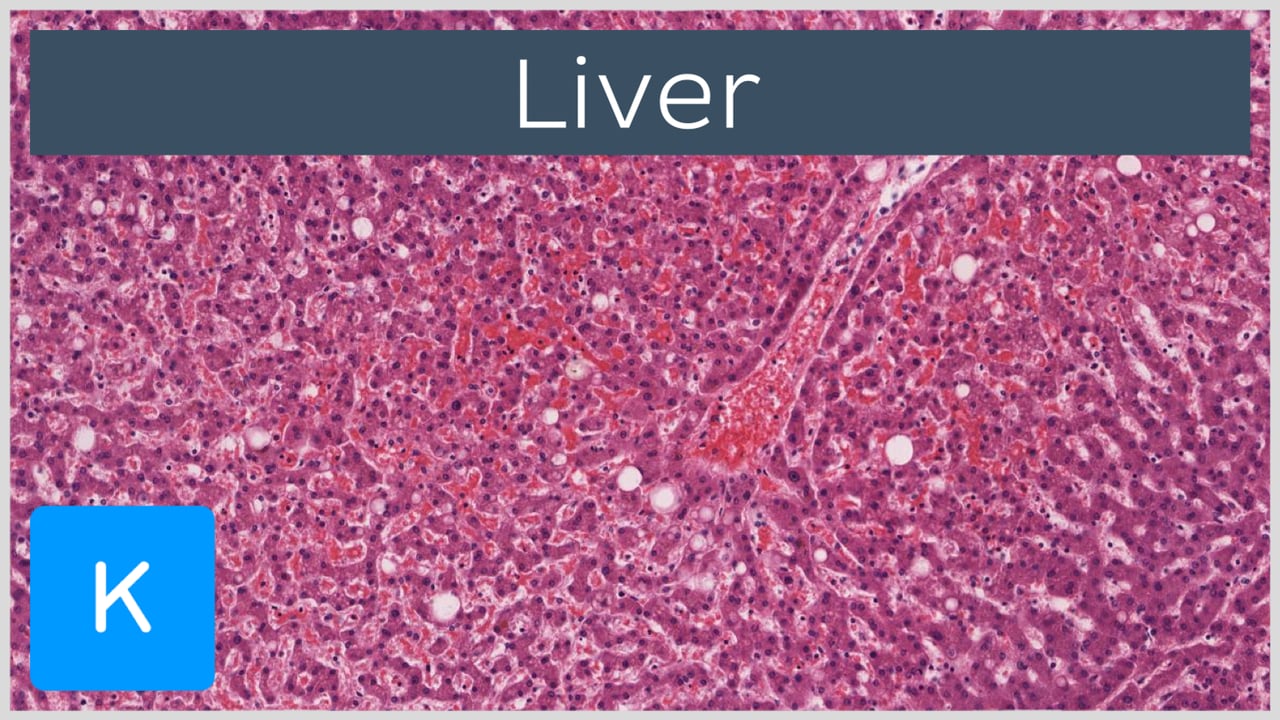 gallbladder histology labeled