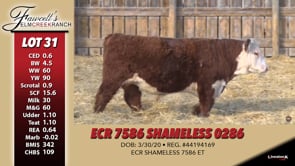 Lot #31 - ECR 7586 SHAMELESS 0286