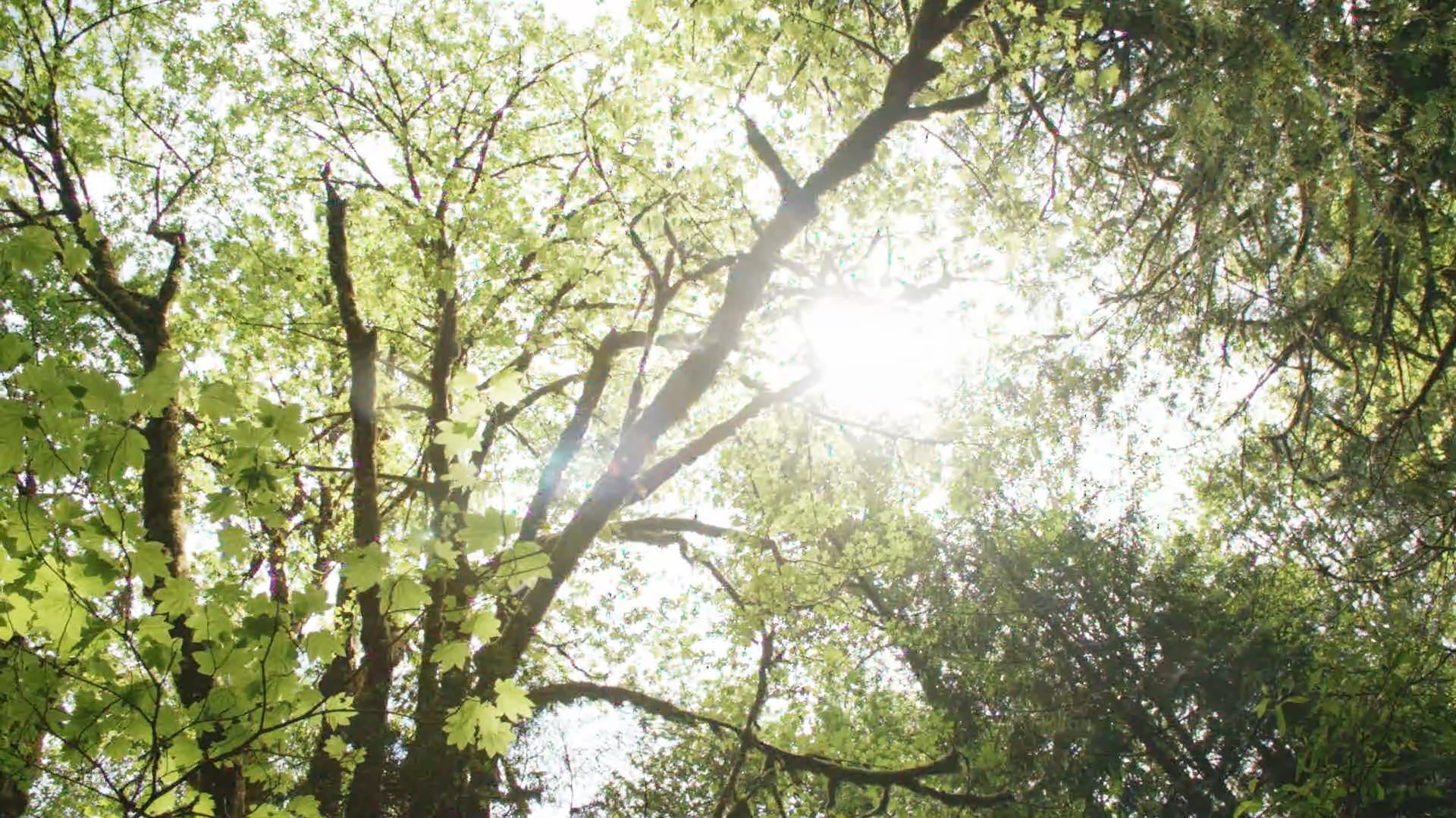 A Forest Moment - Noticing What's In Motion