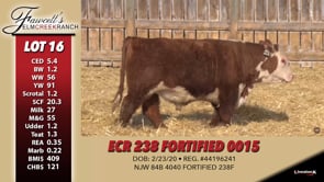 Lot #16 - ECR 238 FORTIFIED 0015