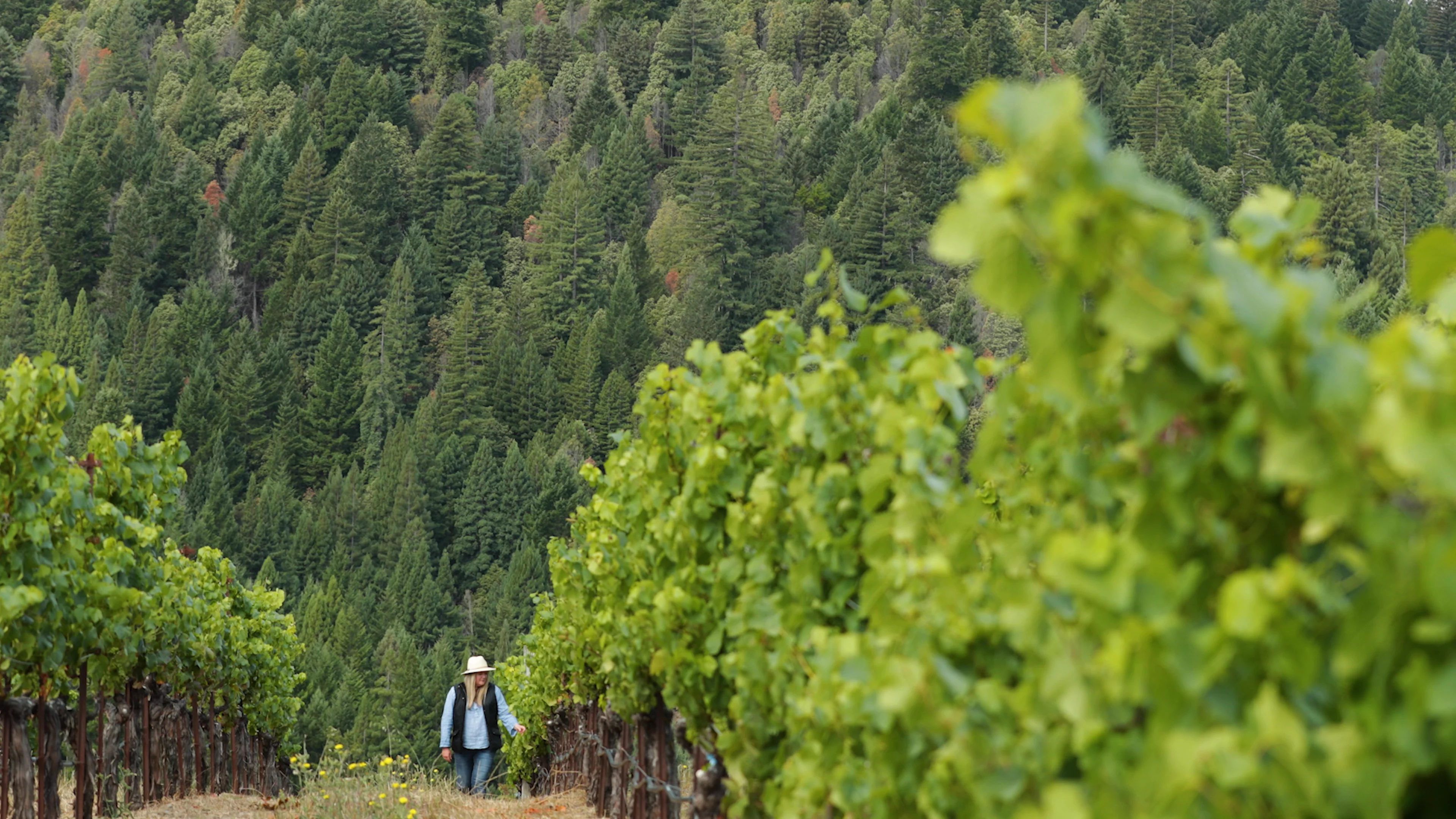 Flowers Oceanside Elevation on Vimeo