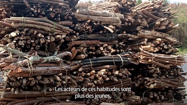 Encore des arbres abattus - Vidéo ePOP