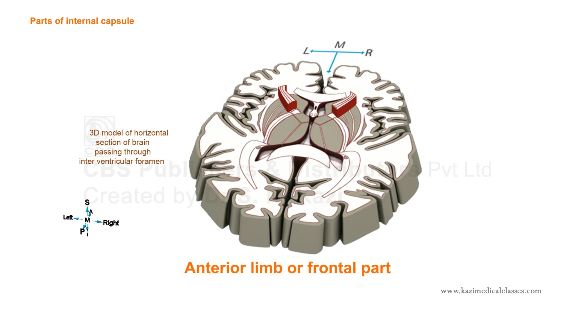 Internal Capsule 3d