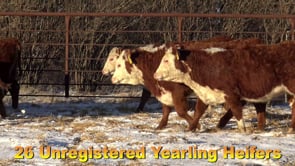 Lot #900 - COMMERCIAL HEREFORD HEIFERS
