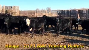 Lot #904 - HAUGE BLACK BALDY OPEN HEIFERS