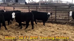 Lot #902 - MILLER BLACK BALDY OPEN HEIFERS