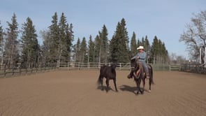 Ponying - What you and Your Horses need to Know