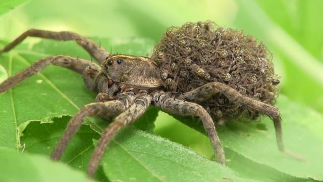 Wolf spider Babies