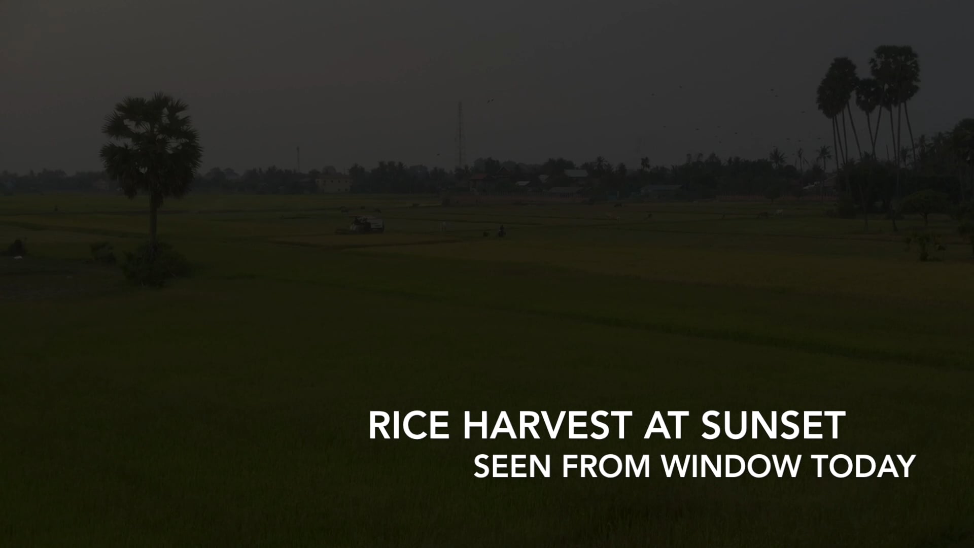 Rice Harvest at Sunset