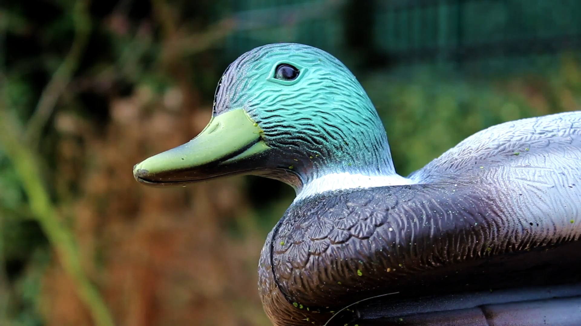 duck on Vimeo