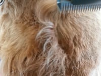 Short tips on how to avoid getting those annoying naked spots on the chest when shaving a dog