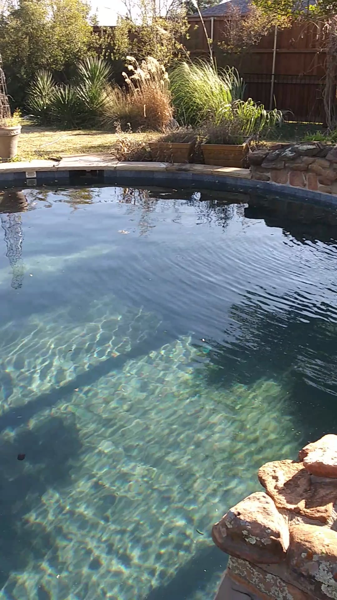 Rat in pool yuck on Vimeo